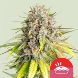 Punch Pie semi cannabis Royal Queen Seeds