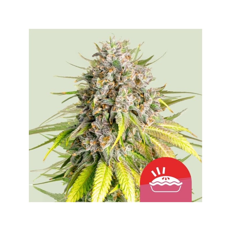 Punch Pie semi cannabis Royal Queen Seeds