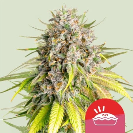 Punch Pie semi cannabis Royal Queen Seeds