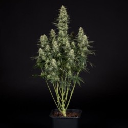 Punch Pie semi cannabis Royal Queen Seeds