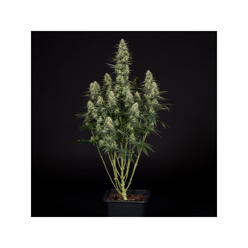 Punch Pie semi cannabis Royal Queen Seeds
