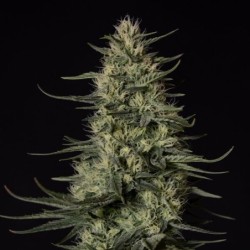 Punch Pie semi cannabis Royal Queen Seeds
