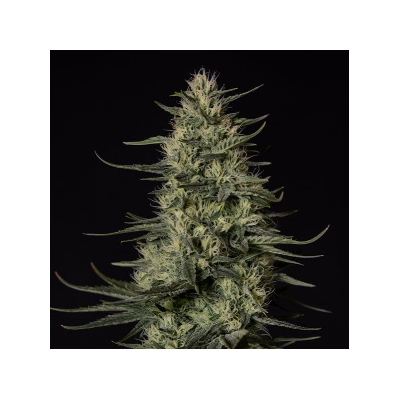 Punch Pie semi cannabis Royal Queen Seeds