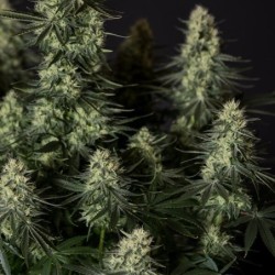 Punch Pie semi cannabis Royal Queen Seeds