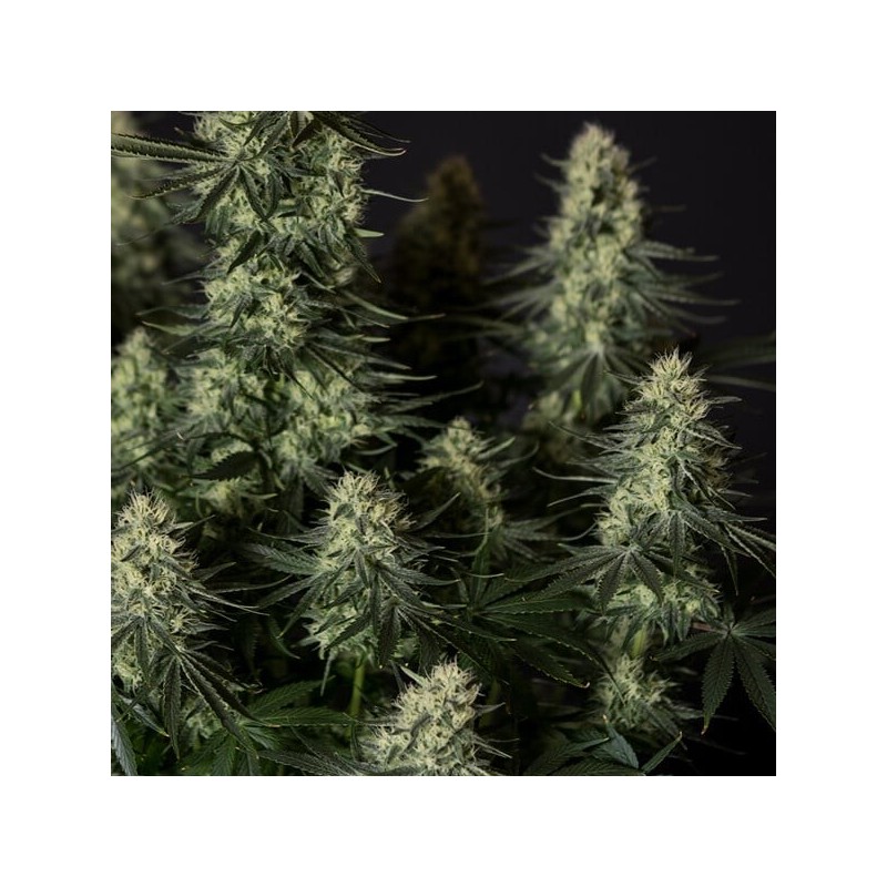 Punch Pie semi cannabis Royal Queen Seeds