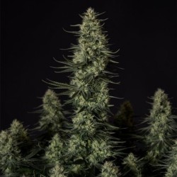 Punch Pie semi cannabis Royal Queen Seeds
