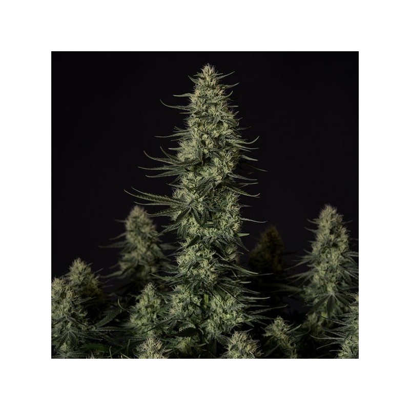 Punch Pie semi cannabis Royal Queen Seeds