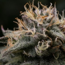 Punch Pie semi cannabis Royal Queen Seeds