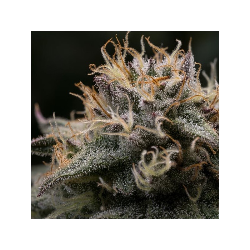 Punch Pie semi cannabis Royal Queen Seeds
