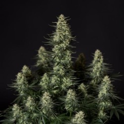 Punch Pie semi cannabis Royal Queen Seeds