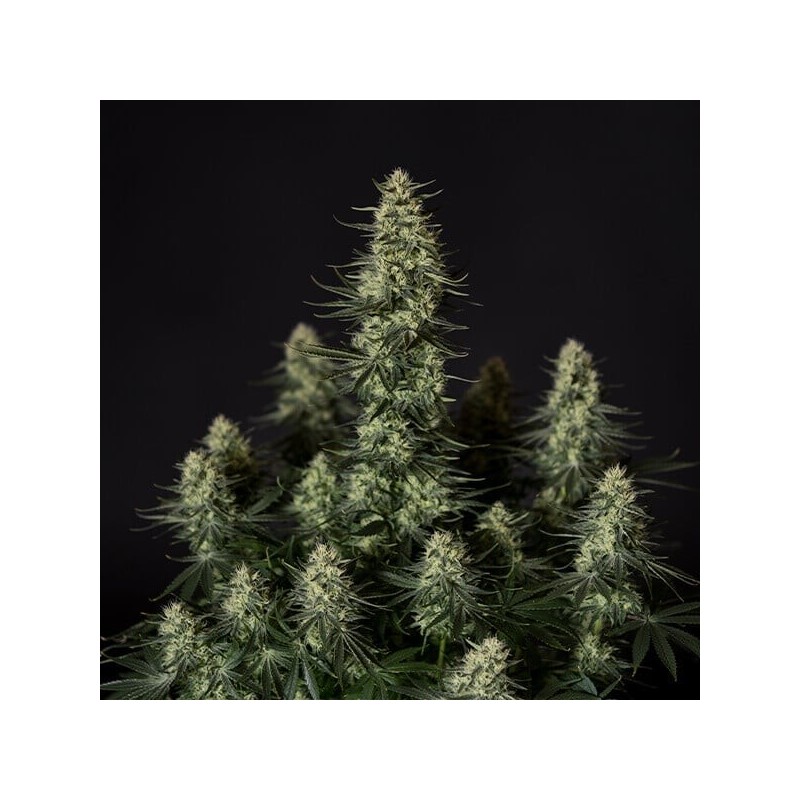 Punch Pie semi cannabis Royal Queen Seeds