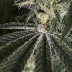 Punch Pie semi cannabis Royal Queen Seeds