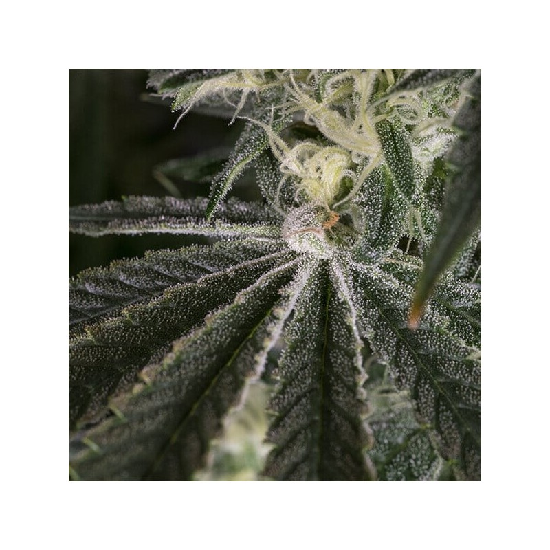 Punch Pie semi cannabis Royal Queen Seeds