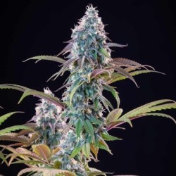 Punch Pie semi cannabis Royal Queen Seeds
