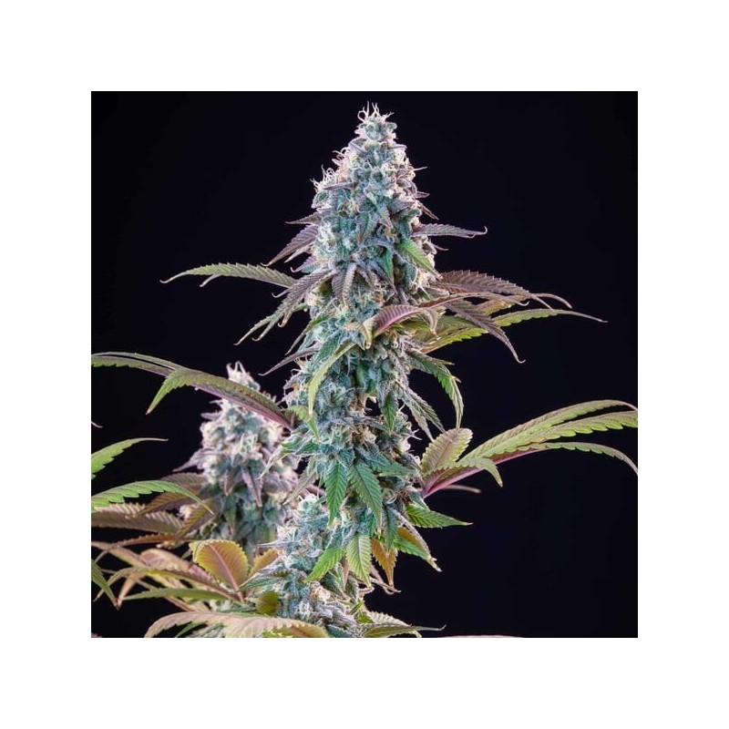 Punch Pie semi cannabis Royal Queen Seeds