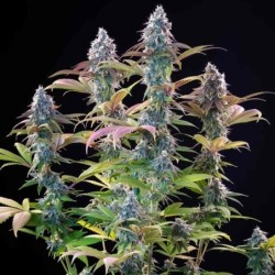Punch Pie semi cannabis Royal Queen Seeds