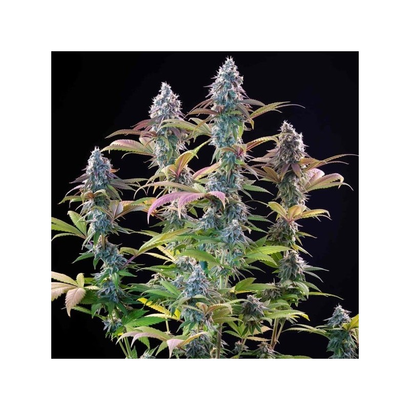 Punch Pie semi cannabis Royal Queen Seeds