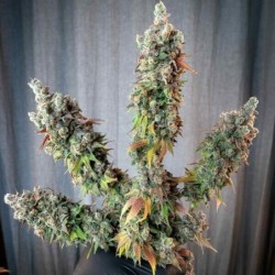 Punch Pie semi cannabis Royal Queen Seeds