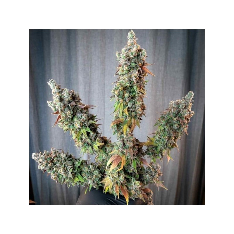 Punch Pie semi cannabis Royal Queen Seeds