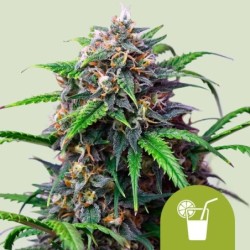 Purple Lemonade Auto semi cannabis Royal Queen Seeds