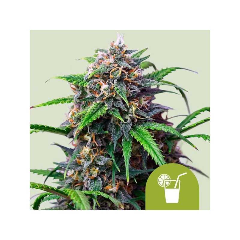 Purple Lemonade Auto semi cannabis Royal Queen Seeds