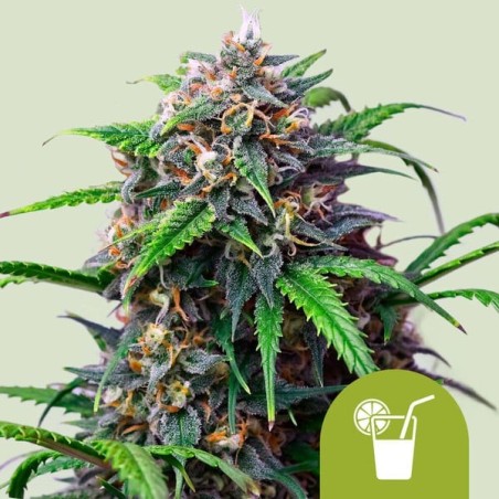 Purple Lemonade Auto semi cannabis Royal Queen Seeds