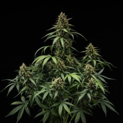 Purple Lemonade Auto semi cannabis Royal Queen Seeds
