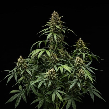 Purple Lemonade Auto semi cannabis Royal Queen Seeds