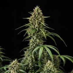 Purple Lemonade Auto semi cannabis Royal Queen Seeds