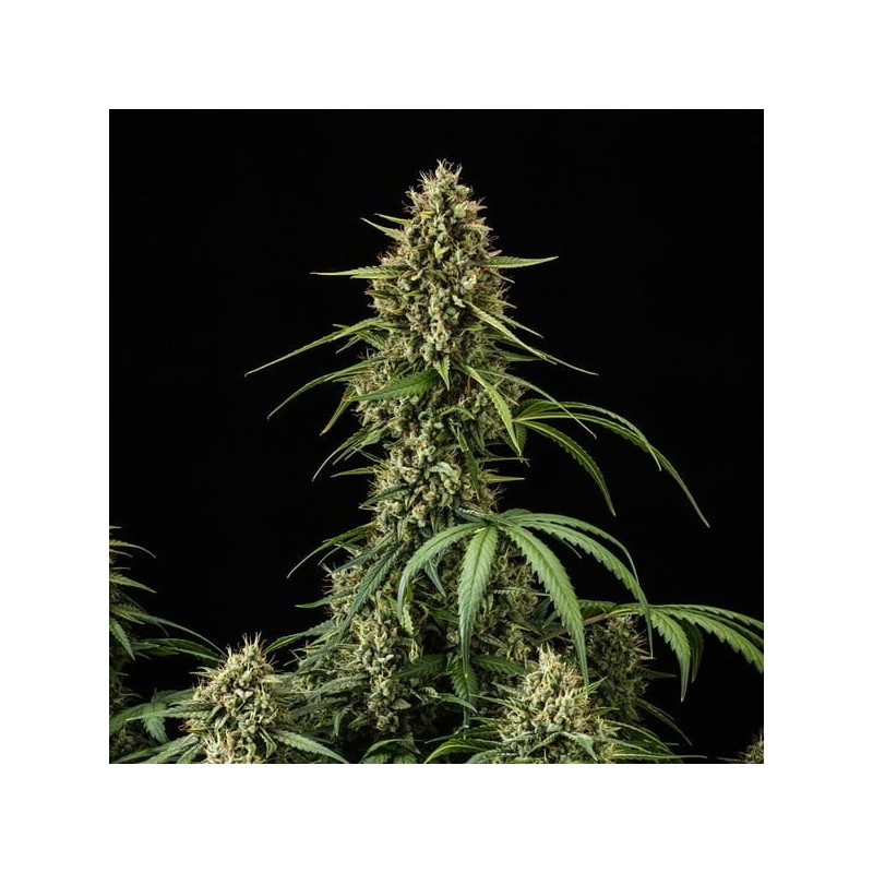 Purple Lemonade Auto semi cannabis Royal Queen Seeds
