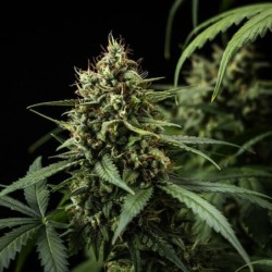 Purple Lemonade Auto semi cannabis Royal Queen Seeds