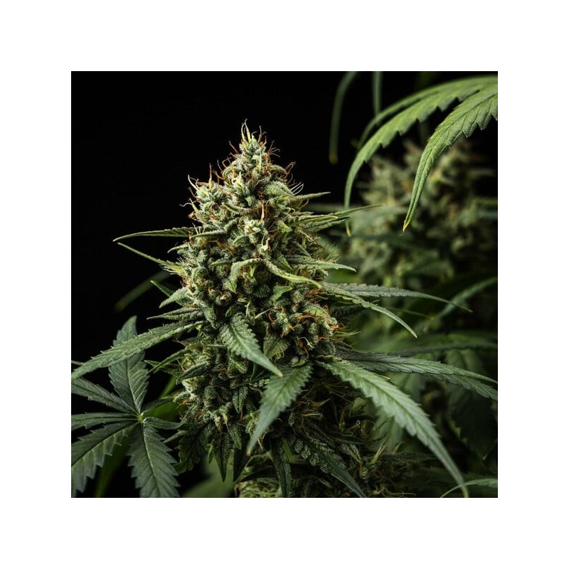 Purple Lemonade Auto semi cannabis Royal Queen Seeds