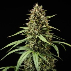 Purple Lemonade Auto semi cannabis Royal Queen Seeds
