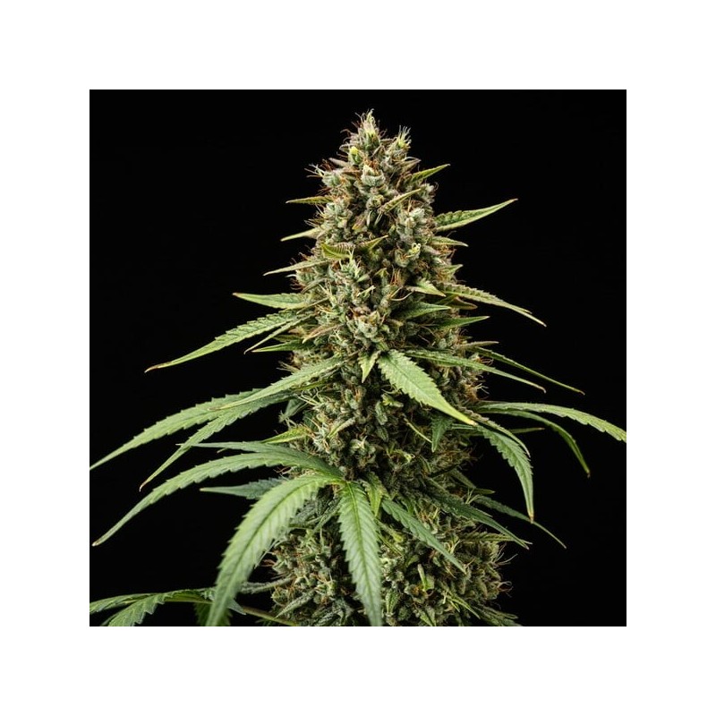 Purple Lemonade Auto semi cannabis Royal Queen Seeds