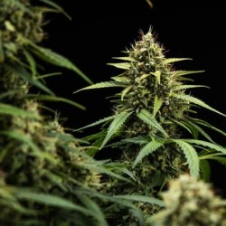Purple Lemonade Auto semi cannabis Royal Queen Seeds
