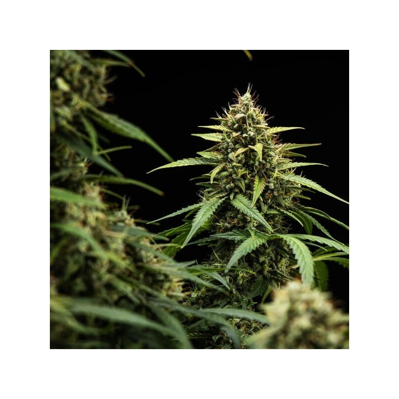 Purple Lemonade Auto semi cannabis Royal Queen Seeds