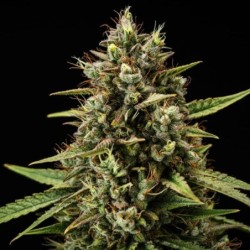 Purple Lemonade Auto semi cannabis Royal Queen Seeds
