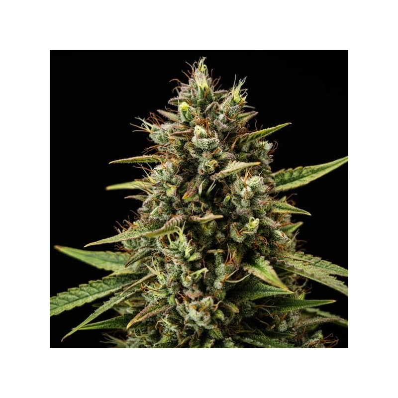 Purple Lemonade Auto semi cannabis Royal Queen Seeds