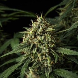 Purple Lemonade Auto semi cannabis Royal Queen Seeds