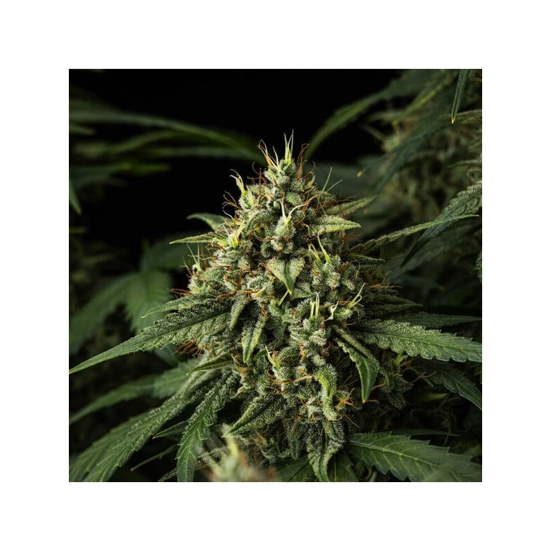 Purple Lemonade Auto semi cannabis Royal Queen Seeds