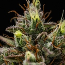 Purple Lemonade Auto semi cannabis Royal Queen Seeds