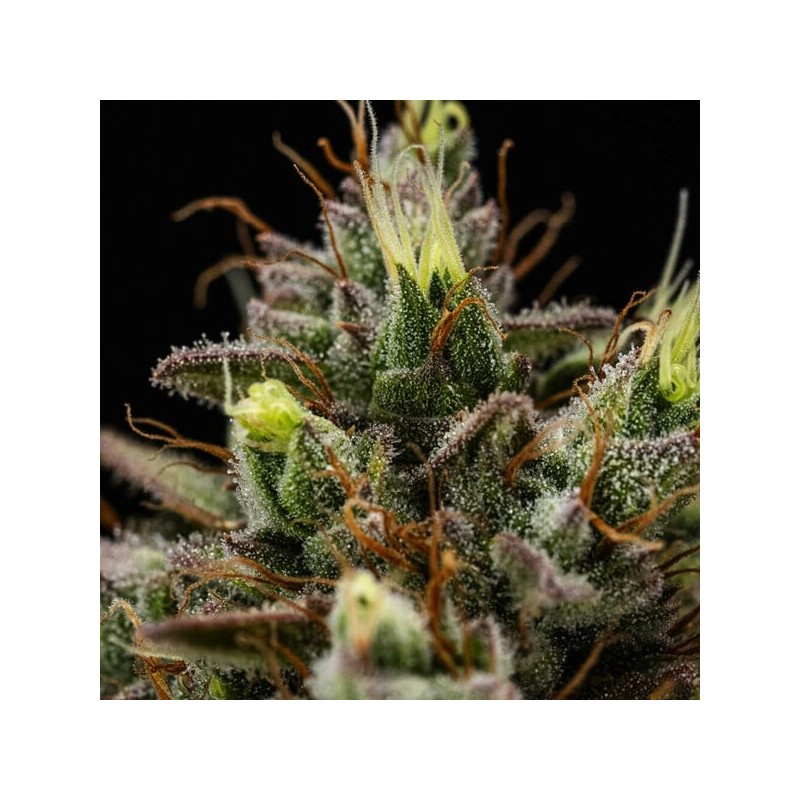 Purple Lemonade Auto semi cannabis Royal Queen Seeds
