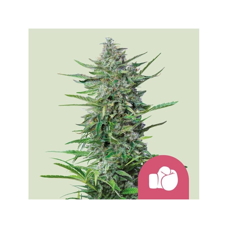 Purple Punch semi cannabis Royal Queen Seeds