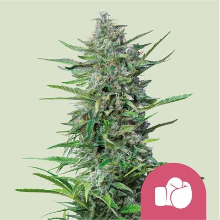 Purple Punch semi cannabis Royal Queen Seeds