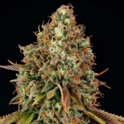 Purple Punch semi cannabis Royal Queen Seeds
