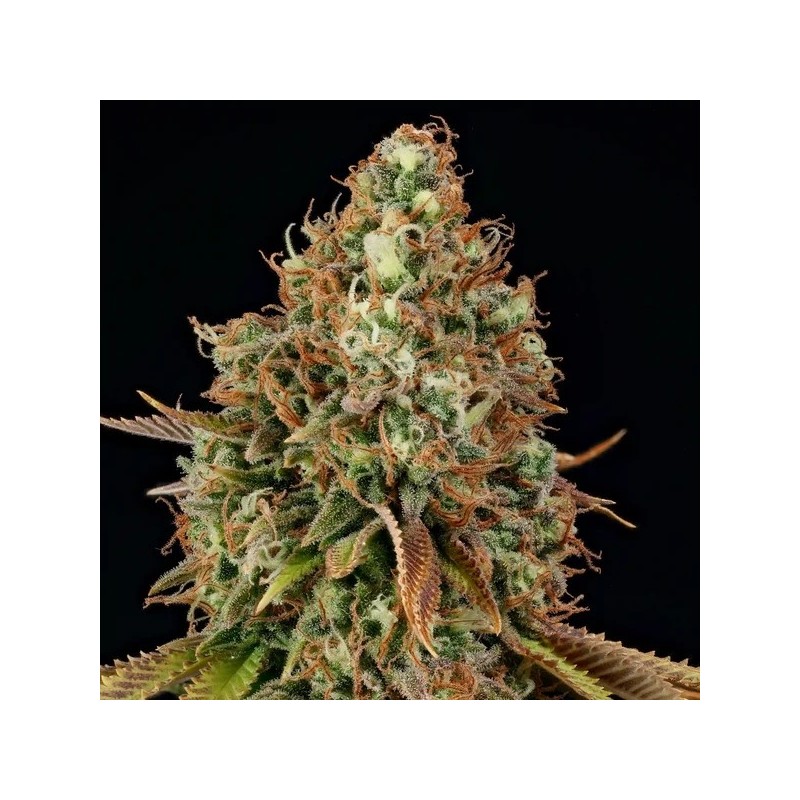 Purple Punch semi cannabis Royal Queen Seeds