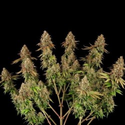 Purple Punch semi cannabis Royal Queen Seeds