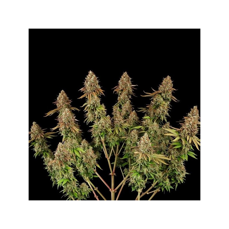 Purple Punch semi cannabis Royal Queen Seeds