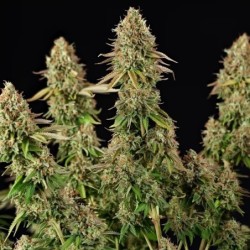 Purple Punch semi cannabis Royal Queen Seeds