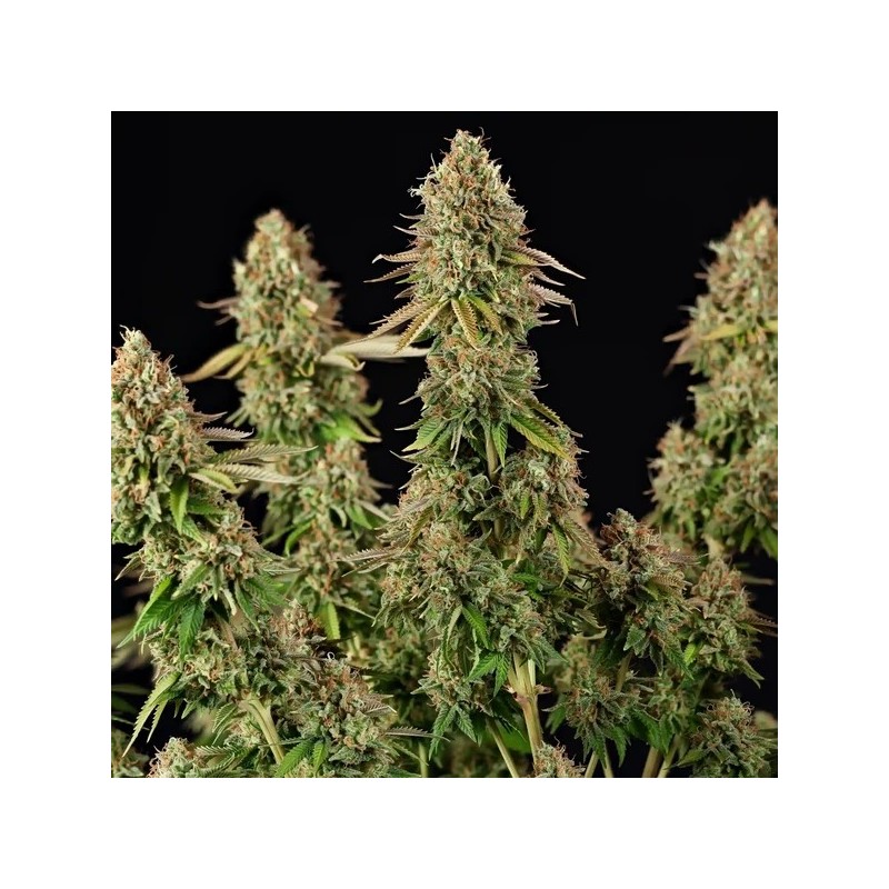 Purple Punch semi cannabis Royal Queen Seeds